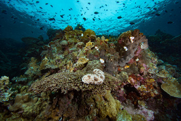 Tropical Coral Reef Underwater Landscape