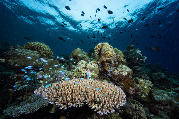 Tropical Coral Reef Underwater Landscape