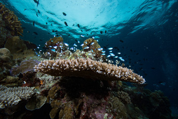 Tropical Coral Reef Underwater Landscape