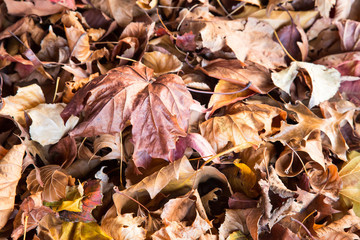 Fallen colourful autumn leaves New Zealand