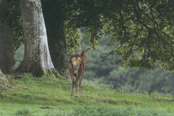 Red deer stag in woodland in Scotland in autumn
