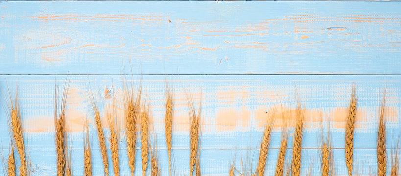 Wheat ears grain on blue wooden background. World Food Day Concept (October 16), Top view and Copy space for your text - Powered by Adobe