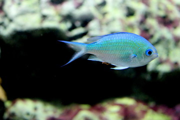 Fototapeta premium Blue-green chromis (Chromis viridis)