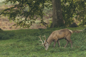 Naklejka na ściany i meble Red deer stag in woodland in Scotland in autumn