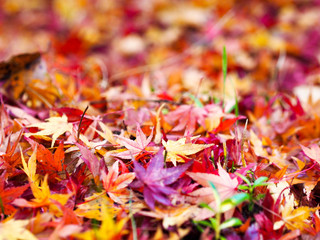 紅葉の終わり