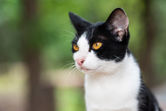 Portrait of white mixed with black cat (bicolor cat) looking for something