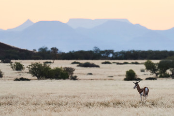 Springbok (Antidorcas marsupialis) grazing in the savannah