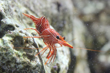 Dancing shrimp, Hinge-beak shrimp, Camel shrimp (Rhynchocinetes durbanensis)