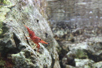 Dancing shrimp, Hinge-beak shrimp, Camel shrimp (Rhynchocinetes durbanensis)