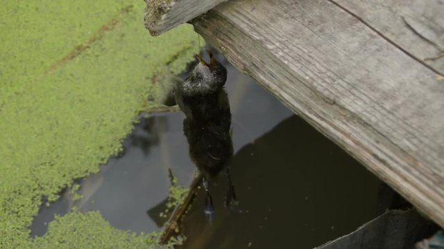 3 in 1 A dead bird covered with flies