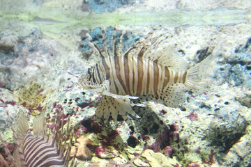 White liend Lionfish (Pterois volitans)