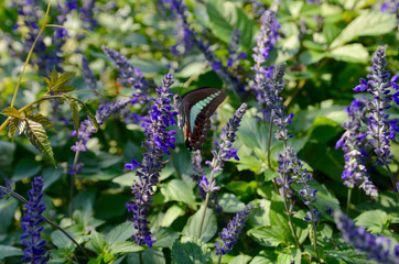 ラベンダーにとまるアオスジアゲハ