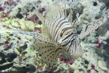 Naklejka na ściany i meble White liend Lionfish (Pterois volitans)