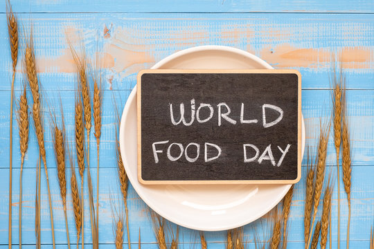 World Food Day Concept (October 16), Black chalkboard with handwritten words and Wheat ears grain on blue wooden background. Top view and Copy space for your text