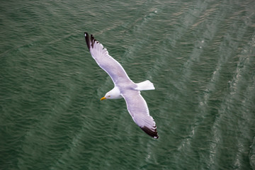 A gull flies below over the green water