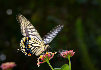 スローシャッターのアゲハチョウ
