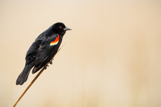 A male red winged back bird in breeding plumage on a reed
