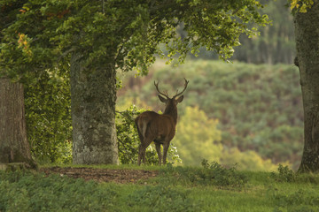 Obraz na płótnie Canvas Red deer stag in woodland in Scotland in autumn