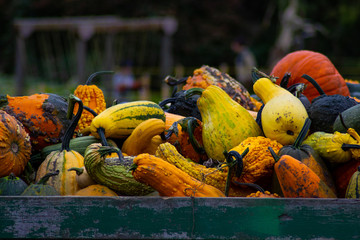 Gourds and Squash on Wagons and in Fields