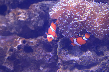 Fish : Orange clownfish (Amphiprion percula)