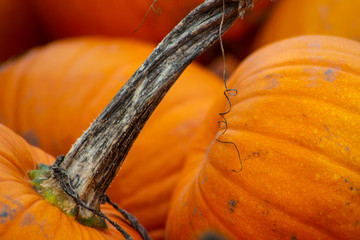 Pumpkins in a Wagon and Pumpkin Patch Closeups