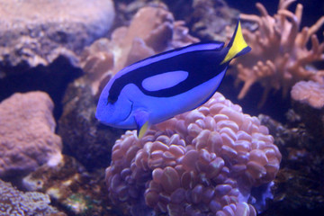 Fototapeta na wymiar Fish : Blue tang, regal tang, palette surgeonfish, royal blue tang (Paracanthurus hepatus)