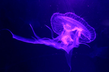 Moon Jellyfish (Aurelia aurita)