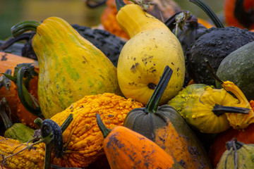 Gourds and Squash on Wagons and in Fields