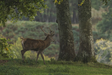 Naklejka na ściany i meble Red deer stag in woodland in Scotland in autumn