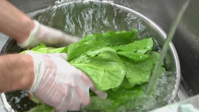 Hands washing green lettuce. Romaine lettuce, bowl with water.