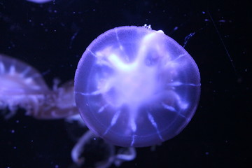 Naklejka na ściany i meble Upside-down jellyfish (Cassiopea andromeda)