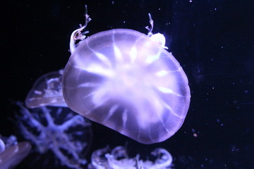 Upside-down jellyfish (Cassiopea andromeda)