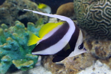 Naklejka na ściany i meble Fish : Pennant Coralfish (Heniochus acuminatus)