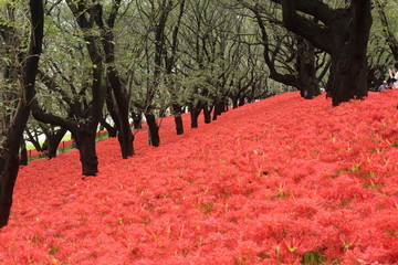彼岸花　権現堂　幸手　埼玉