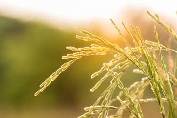 Beautiful rice field with sun light in the sky for autumn and summer background,Rice field in the...