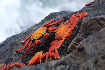 Sally Lightfoot Crab