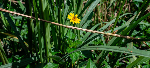Sphagneticola trilobata or Wedelia, flower