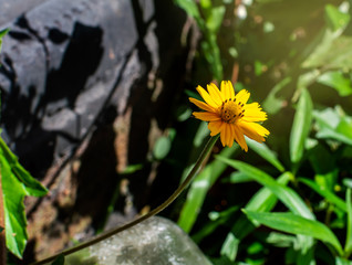 Sphagneticola trilobata or Wedelia, flower
