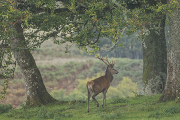 Red deer stag in woodland in Scotland in autumn