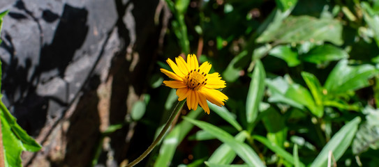 Sphagneticola trilobata or Wedelia, flower