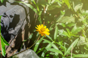 Sphagneticola trilobata or Wedelia, flower