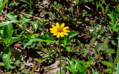 Sphagneticola trilobata or Wedelia, flower