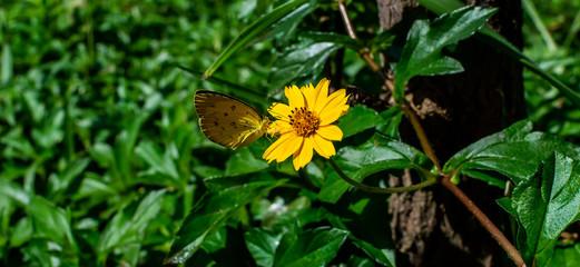 Sphagneticola trilobata or Wedelia, flower, Butterfly
