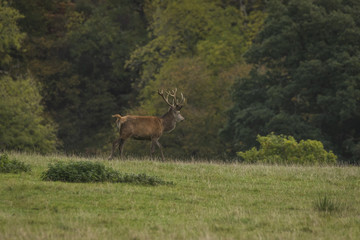 Naklejka na ściany i meble Stag red deer in field in Scotland