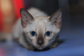 Kittens are playing naughty on the floor in the house.