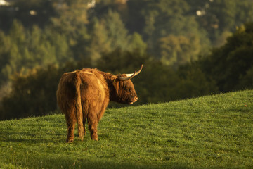 Scottish highland cow bull in field