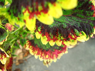 Obraz premium Close up of real colorful leaves pattern.