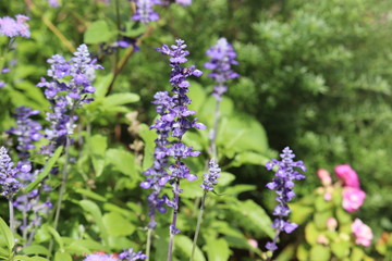 Obraz premium blue flowers in the garden