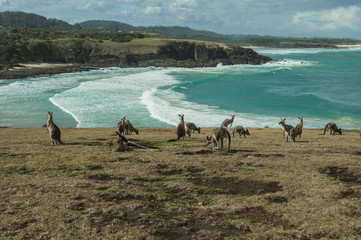 Fototapeta na wymiar Kangaroo Bay