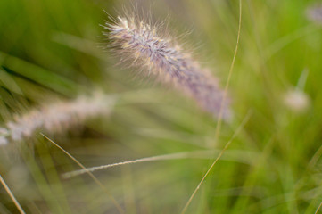 Obraz na płótnie Canvas grain grass, leaves